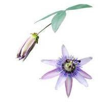 Haloxyl - Skin Perfection Natural and Organic Skin Care