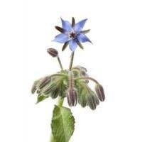 Skin Perfection best sellers banner showcasing popular borage oil skincare products for glowing, smooth skin