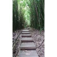 Bamboo
