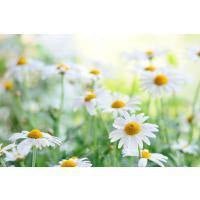 Chamomile - Skin Perfection Natural and Organic Skin Care