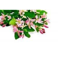 Honeysuckle