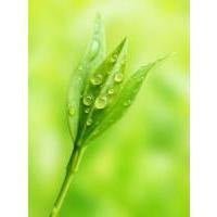 Tea Tree Oil