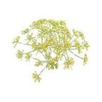 Fennel