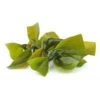 Kelp