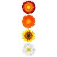 Calendula, Organic