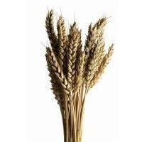 Wheat Protein - Skin Perfection Natural and Organic Skin Care