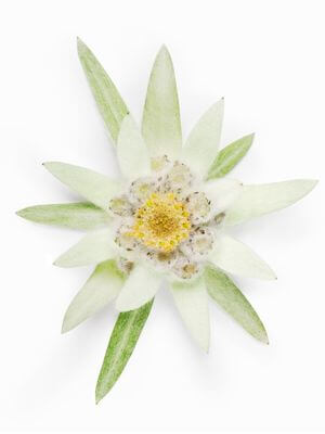 Skin Perfection best sellers banner showcasing popular Edelweiss Extract skincare products for glowing, smooth complexions