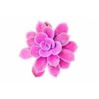 Cactus Flower
