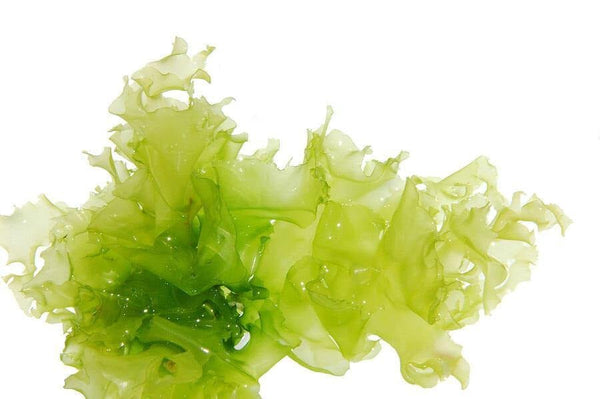 Chlorella