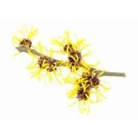 Witch Hazel - Skin Perfection Natural and Organic Skin Care