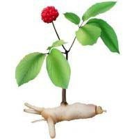 Ginseng - Skin Perfection Natural and Organic Skin Care