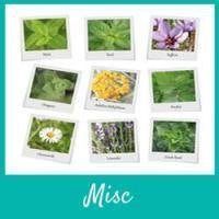 Miscellaneous and Additional Information - Skin Perfection Natural and Organic Skin Care