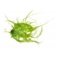 Algae - Skin Perfection Natural and Organic Skin Care