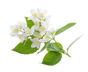 Jasmine Flower